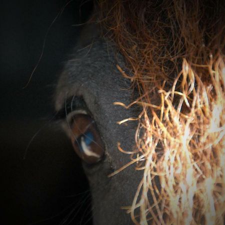 Sterrenhoeve Castricum Exteriör bild
